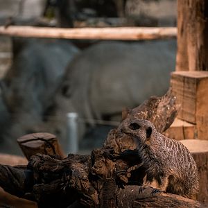 Meerkat with rhino in th eback