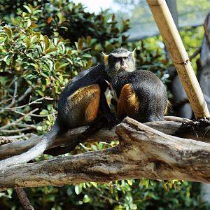 Wolf's Guenon (Cercopithecus wolfi)
