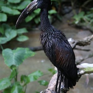 African Openbill (Anastomus lamelligerus)