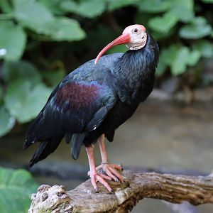Southern Bald Ibis (Geronticus calvus)