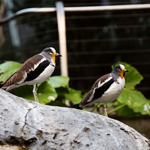 White-crowned Lapwing (Vanellus albiceps)