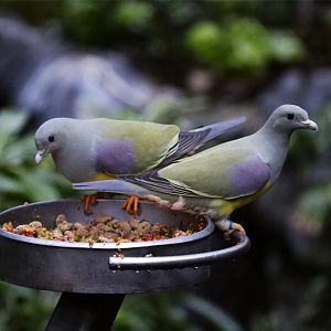 Bruce's Green Pigeon (Treron waalia)