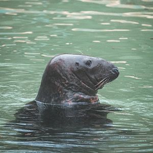 Grey seal