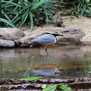 Egyptian Plover (Pluvianus aegyptius)
