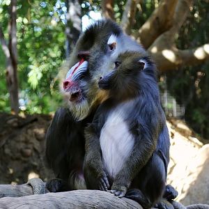 Mandrill