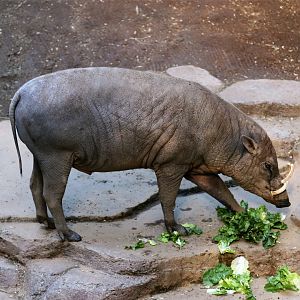 North Sulawesi Babirusa (Babyrousa celebensis)