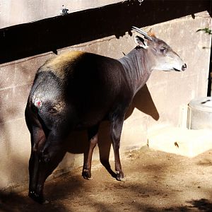 Yellow-backed Duiker (Cephalophus silvicultor)
