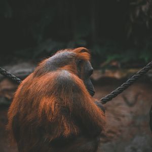 Bornean orangutan (Pongo pygmaeus)