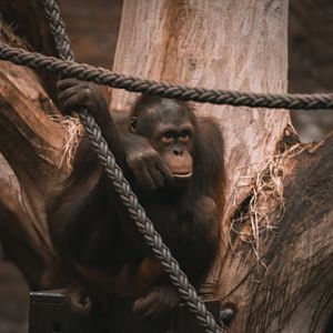 Bornean orangutan (Pongo pygmaeus)