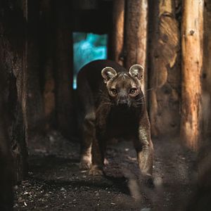 Fossa indoors