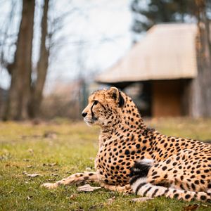 Male Cheetah