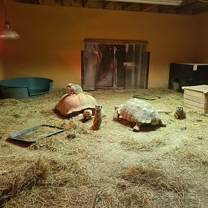 Meerkat and Sulcata Indoors, Askham Bryan Wildlife Park