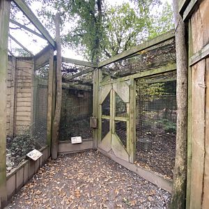 Owl Parliament - aviaries 061121