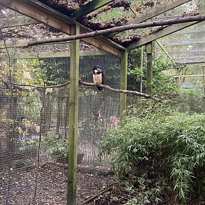 Owl Parliament - Spectacled owl aviary 061121