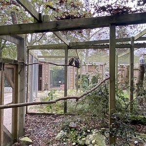 Owl Parliament - Great horned owl aviary 061121