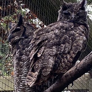 Owl Parliament - Great horned owl 061121