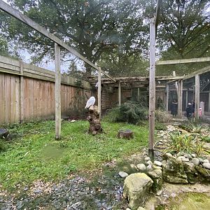 Owl Parliament - Snowy owl aviary 061121