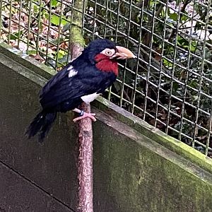Bearded barbet 061121