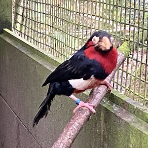 Bearded barbet 061121