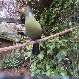White-cheeked turaco 061121