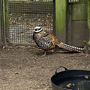 Reeves's pheasant 061121