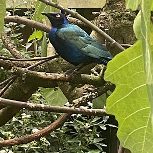 Purple glossy-starling 061121