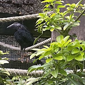 Black hornbill 061121