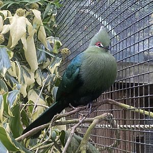 Black-billed turaco 061121