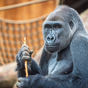 Nassir the male Western Lowland Gorilla
