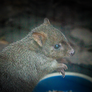 Gerald the male Brush-tailed Bettong