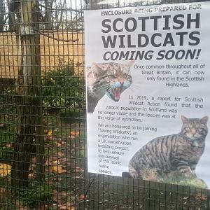 Scottish wildcat arrival