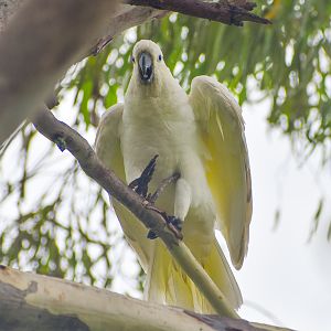 Sulphur-crested Cockatoo (Cacatua galerita)