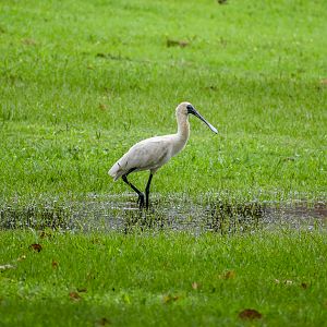 Royal Spoonbill (Platalea regia)
