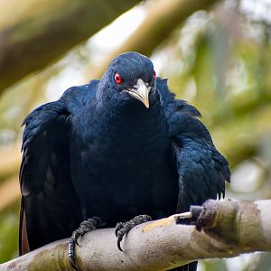 Eastern Koel (Eudynamys orientalis)