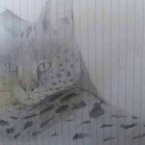 Serval in my chem exercise book