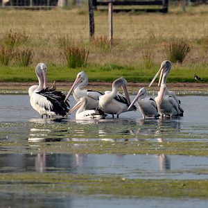 Pelicans