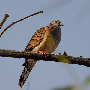 Bar-shouldered Dove