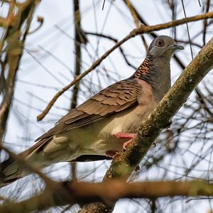 Bar-shouldered Dove