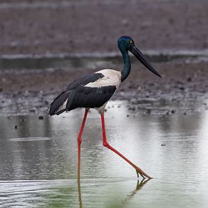 Black-necked Stork