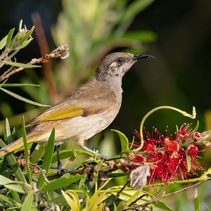 Brown Honeyeater