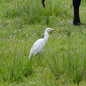 Cattle Egret