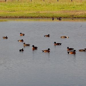 Chestnut Teal