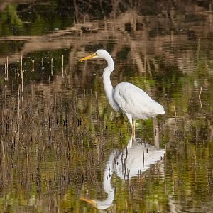 Great Egret