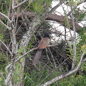 Pheasant Coucal