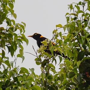 Regent Bowerbird