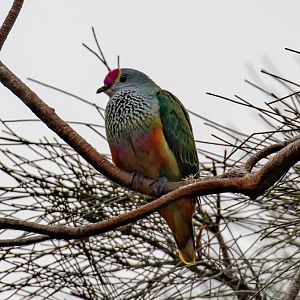 Rose-crowned Fruit Dove