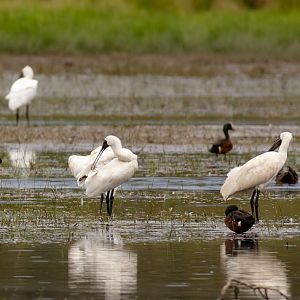Royal Spoonbill