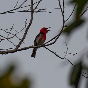 Scarlet Honeyeater