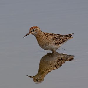 Sharp-tailed Sandpiper
