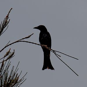 Spangled Drongo